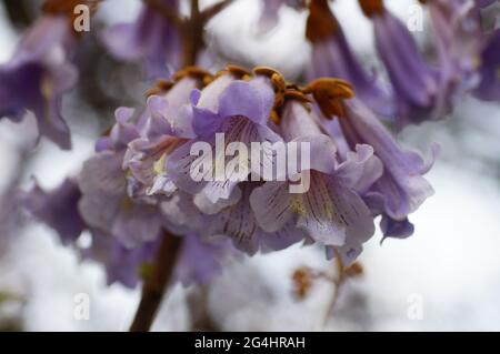 Paulownia ist beliebt für die Pflanzung in Parks und Gärten, aber gerne wild laufen und sich invasiv ausbreiten. Schnell wachsende, wird es auch als Energieholz getestet. Stockfoto