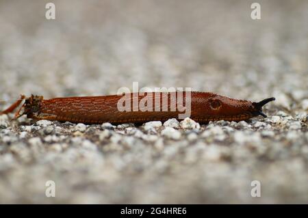 Die spanische Schnecke breitet sich in ganz Europa aus und ist eine invasive Schädlingsbekämpfungsmittel in Feldern und Gärten. Sie kommt wahrscheinlich nicht aus Spanien. Nahaufnahme. Stockfoto