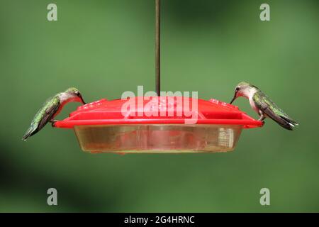 Zwei rubingkehlige Kolibris, die vom selben Futterhäuschen ernähren. Diese Vögel sind normalerweise sehr territorial und teilen sich nicht gerne. Stockfoto