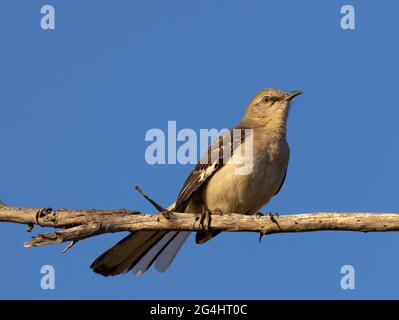 mockingbird Portrait Stockfoto