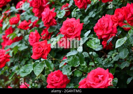 Rote Rosen an einer Hauswand Stockfoto