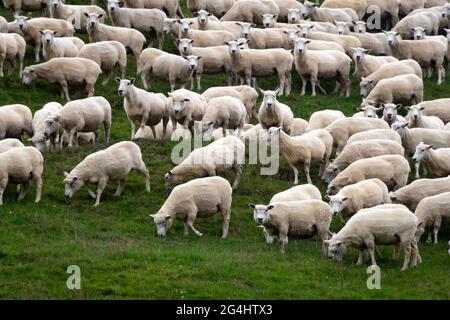 Schafe werden auf einem Feld in der Nähe von Piopio, Waikato, North Island, Neuseeland Stockfoto