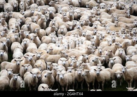 Schafe werden auf einem Feld in der Nähe von Piopio, Waikato, North Island, Neuseeland Stockfoto