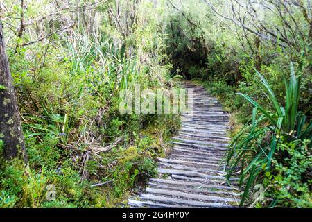 Promenade in einem Wald im Nationalpark Chiloe, Chile Stockfoto