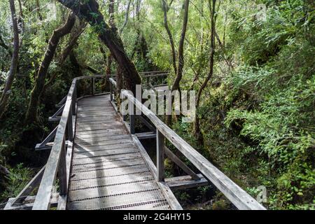 Promenade in einem Wald im Nationalpark Chiloe, Chile Stockfoto