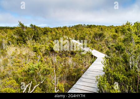 Boardwalk im Chiloe Nationalpark, Chile Stockfoto