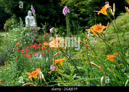 Gelbrote Taglilie (Hemerocallis fulva) Stockfoto
