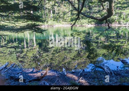 Lago Chico See im Nationalpark Huerquehue, Chile Stockfoto