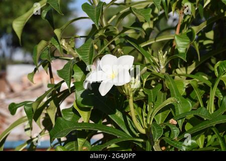 Flor branca Stockfoto