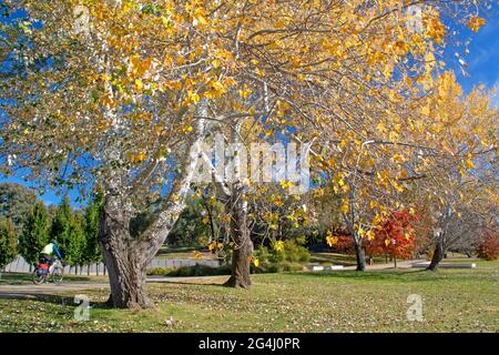 Radfahren am Ufer des Lake Burley Griffin Stockfoto