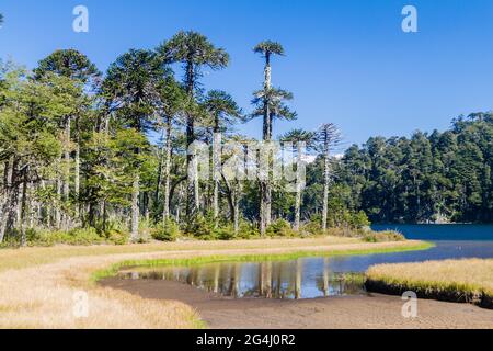 Laguna Toro See im Nationalpark Huerquehue, Chile Stockfoto