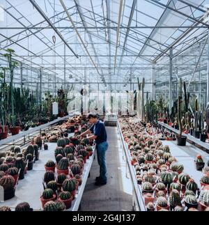 Gärtner, der die Kakteen-Sammlung in der Gärtnerei der Royal Botanic Gardens, Kew, London, England, betreibt Stockfoto