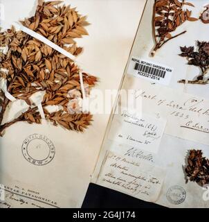 Herbariumblatt gepresste und getrocknete Exemplare aus Patagonien, die von Charles Darwin im Royal Botanic Gardens, Kew, London, England, gesammelt wurden Stockfoto