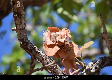 Flor no Cerrado Stockfoto