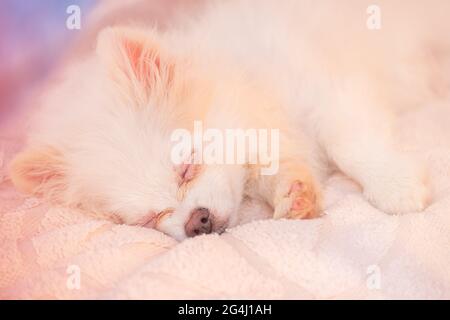 Cremefarbene Schlafpommern. Der weiße Spitz-Welpe schläft. Schlaf, Zärtlichkeit. Haustier Stockfoto