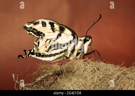 Ein neu entdeckter Schwalbenschwanzschmetterling des westlichen Tigers, der an ophryocystis elektroscirrha leidet, einer Infektion, die seine Flügel daran hindert, sich mit fl zu füllen Stockfoto