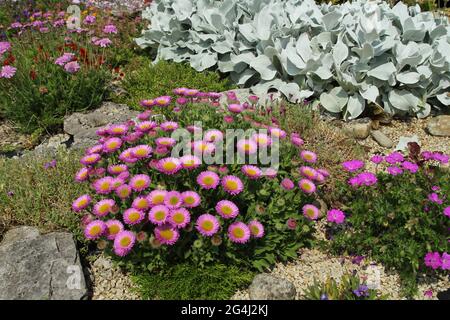 Gartenrocken mit Erigeron-Gewächs-„Seaside Daisy“-Blumen und der blühenden Senecio-Pflanze „Angel Wing“ Stockfoto