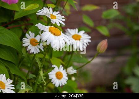 Frische weiße Gänseblümchen wachsen im Garten auf grünem Gras Hintergrund. Stockfoto