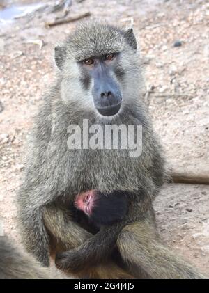 Olive Baboon Mutter mit winzigen stillenden Baby. (Papio anubis). Nahaufnahme. Stockfoto