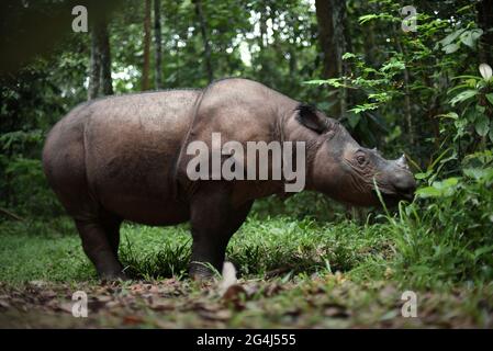 Bina, ein Sumatra-Nashorn im Sumatran Rhino Sanctuary im Way Kambas National Park, Indonesien. Stockfoto