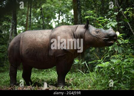 Bina, ein Sumatra-Nashorn im Sumatran Rhino Sanctuary im Way Kambas National Park, Indonesien. Stockfoto