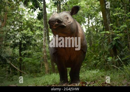 Bina, ein Sumatra-Nashorn im Sumatran Rhino Sanctuary im Way Kambas National Park, Indonesien. Stockfoto