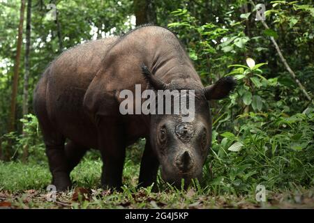 Bina, ein Sumatra-Nashorn im Sumatran Rhino Sanctuary im Way Kambas National Park, Indonesien. Stockfoto