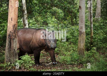 Andatu, ein junger Sumatra-Nashorn, wandert ein Boma im Sumatran Rhino Sanctuary im Way Kambas National Park, Indonesien. Stockfoto