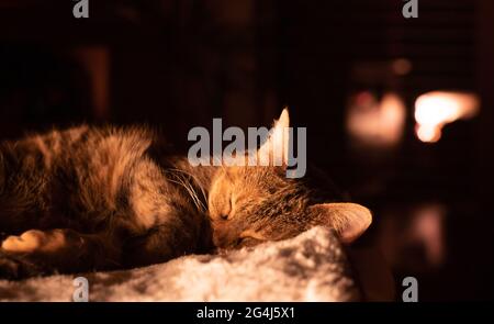 Entzückende Katze Nimmt Nickerchen Warm Stockfoto