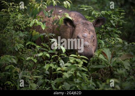 Andatu, ein junger Sumatra-Nashorn, wandert ein Boma im Sumatran Rhino Sanctuary im Way Kambas National Park, Indonesien. Stockfoto