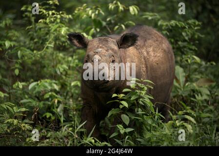 Andatu, ein junger Sumatra-Nashorn, wandert ein Boma im Sumatran Rhino Sanctuary im Way Kambas National Park, Indonesien. Stockfoto