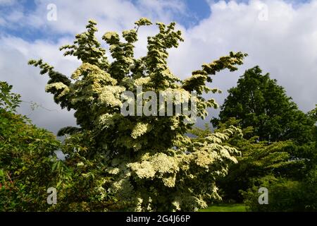 Cornus Kousa Tree (Chinese Dogwood) in Emmets Garden, in der Nähe von IDE Hill, Kent. Ein spektakulärer, im Juni blühender Baum mit cremefarbenen Blütenblättern Stockfoto