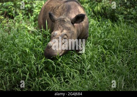 Andatu, ein junger Sumatra-Nashorn, wandert durch ein Gehege in einem von Sumatran Rhino Sanctuary verwalteten Halb-in-situ-Schutzgebiet im Way Kambas National Park, Indonesien. Stockfoto