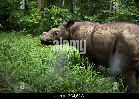 Andatu, ein junger Sumatra-Nashorn, wandert durch ein Gehege in einem von Sumatran Rhino Sanctuary verwalteten Halb-in-situ-Schutzgebiet im Way Kambas National Park, Indonesien. Stockfoto