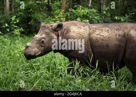 Andatu, ein junger Sumatra-Nashorn, wandert durch ein Gehege in einem von Sumatran Rhino Sanctuary verwalteten Halb-in-situ-Schutzgebiet im Way Kambas National Park, Indonesien. Stockfoto