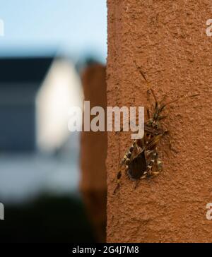 Ein westlicher Koniferkäfer auf der Seite einer Veranda. Stockfoto