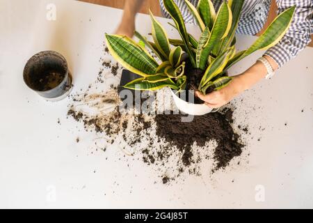 Frau Hände halten eine Pflanze und legte es in den Topf, Hobby Leidenschaft Konzept Stockfoto