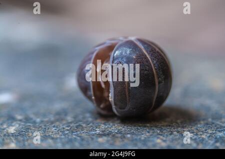 Die Holzhausdecke ist ein Ball Stockfoto