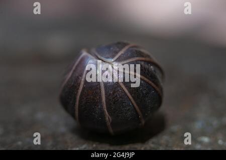 Die Holzhausdecke ist ein Ball Stockfoto