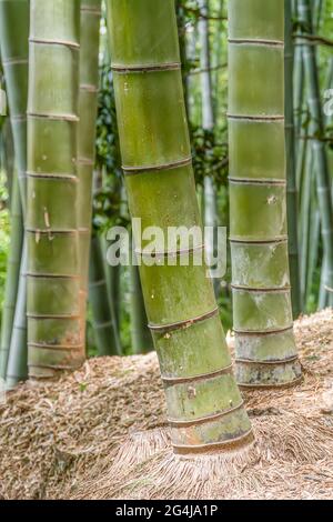 Nahaufnahme großer Bambusbäume in einem Wald in Japan. Stockfoto