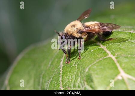 Auf einem Blatt im Taylor Creek Park in Toronto, Ontario, ruht eine Bumble Bee Mimic Robber Fly (Laphria thoracica). Stockfoto