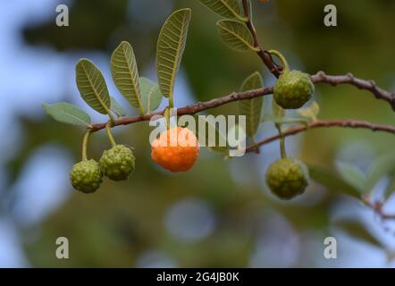 Fruto, Flor e folha no Cerrado Stockfoto