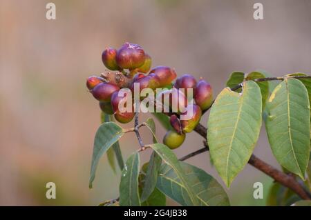 Fruto, Flor e folha no Cerrado Stockfoto