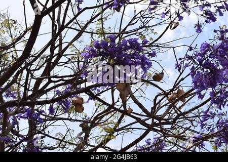 Fruto, Flor e folha no Cerrado Stockfoto