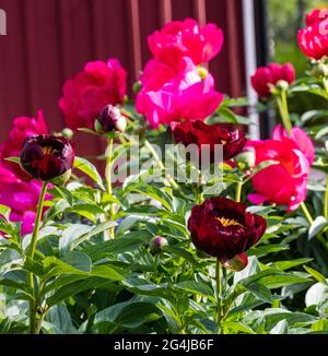 "Schokolade Soldat "gemeinsamen Garten, Luktpion Pfingstrose (Paeonia lactiflora) Stockfoto