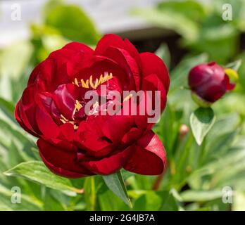 „Buckeye Belle“-Gartenpeonie, Luktpion (Paeonia lactiflora) Stockfoto