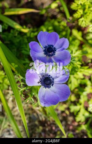 „De Caen“-Mohn, Buchettanemon (Anemone coronaria) Stockfoto