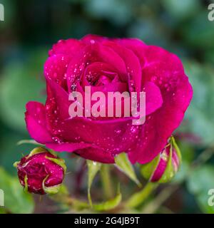 'Munstead Wood, Ausbernard' Englische Rose, Engelsk ros (Rosa) Stockfoto