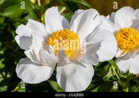 'White Wings' gemeinsamer Garten, Luktpion Pfingstrose (Paeonia lactiflora) Stockfoto