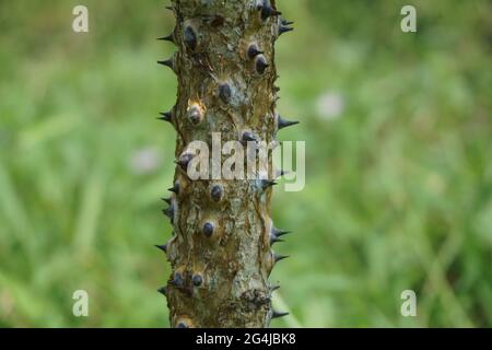 Erythrina variegata mit einem natürlichen Hintergrund. Auch Dadap, cangkring, Tigerklaue und indischer Korallenbaum genannt Stockfoto